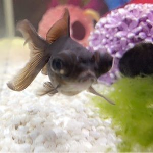 Meet your Posher, Ali